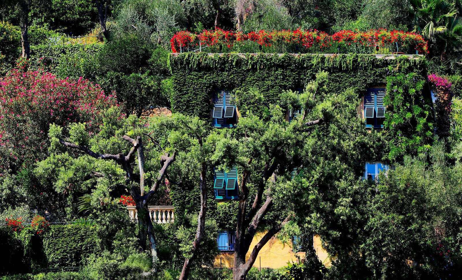 garden balcony plants