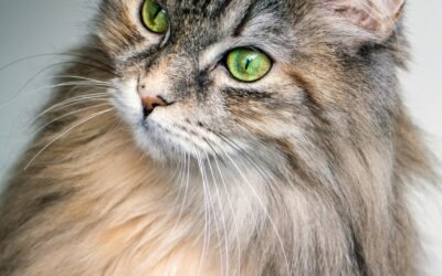Top Robot Vacuums for Pet Owners: Keep Your Home Fur-Free with These Must-Have Appliances