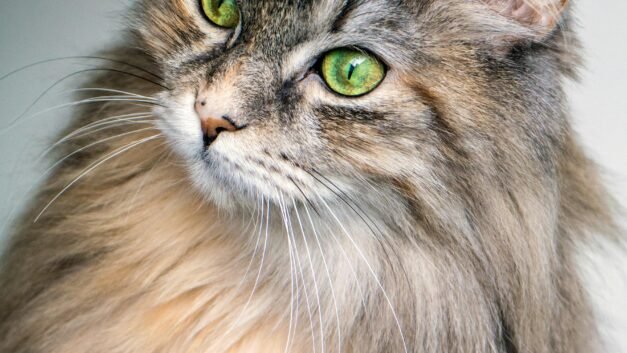 Top Robot Vacuums for Pet Owners: Keep Your Home Fur-Free with These Must-Have Appliances