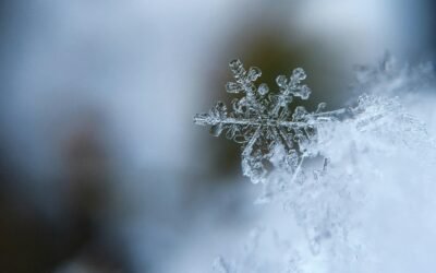 Top 10 Winter Hardy Plants to Transform Your Garden: A Seasonal Guide