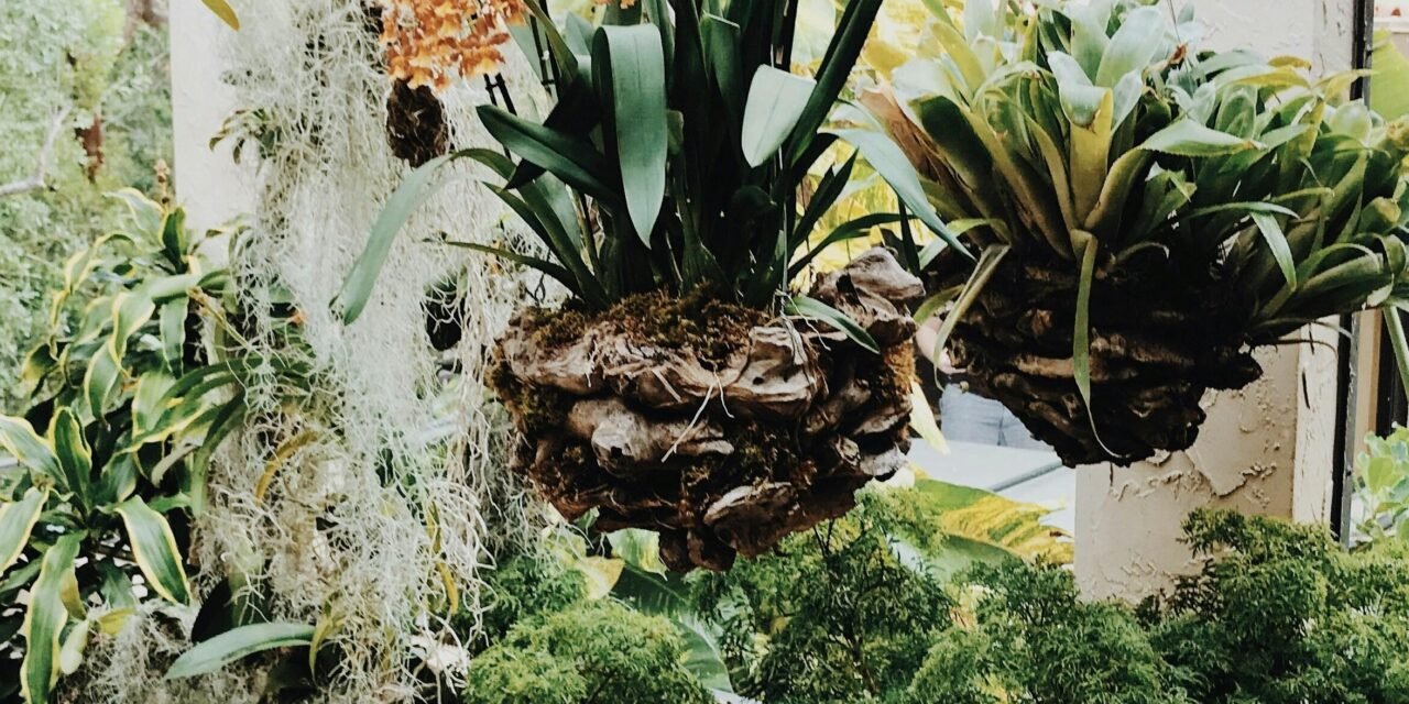 Top 10 Garden Balcony Plants for Sunny and Shady Spaces: Enhance Your Outdoor Oasis