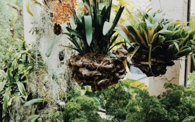 Top 10 Garden Balcony Plants for Sunny and Shady Spaces: Enhance Your Outdoor Oasis