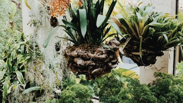 Top 10 Garden Balcony Plants for Sunny and Shady Spaces: Enhance Your Outdoor Oasis