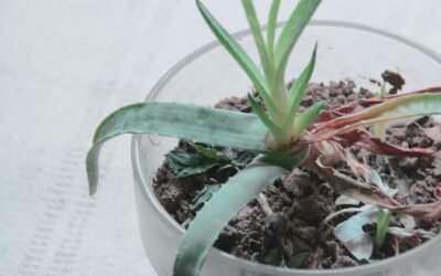 Integrating Alternative Medicine: A Guide to Combining Homeopathy with Conventional Treatments