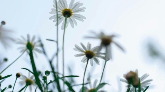 Bloom Into Every Day: The Ultimate Guide to Floral and Fruity Perfumes for Daily Wear